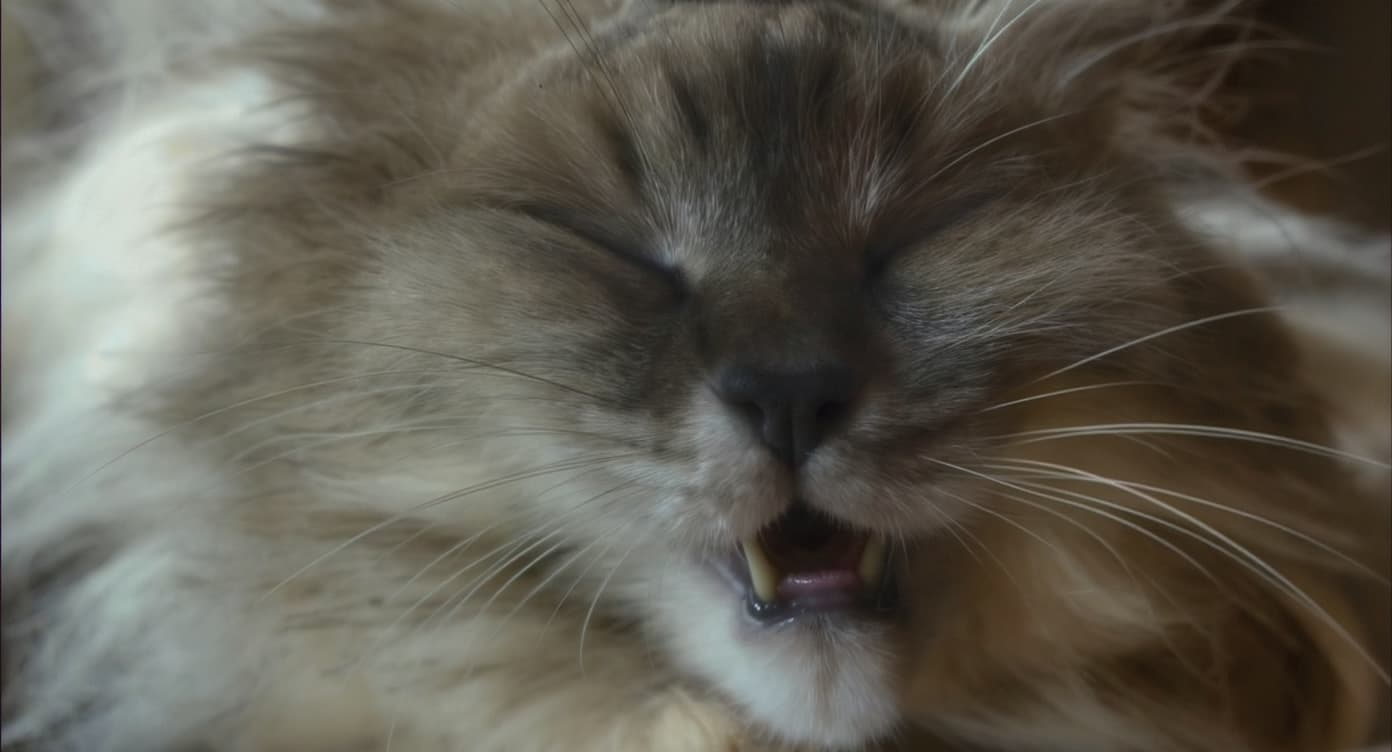 Scheue Katze versteckt sich unter einem Möbelstück