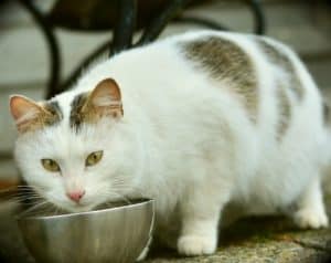 Hypoallergenes Katzenfutter
