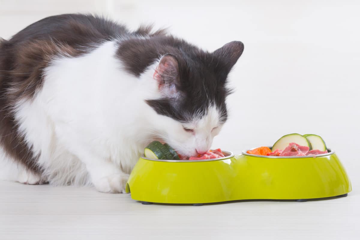 Bio Katzenfutter
