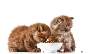 Kittenfutter
