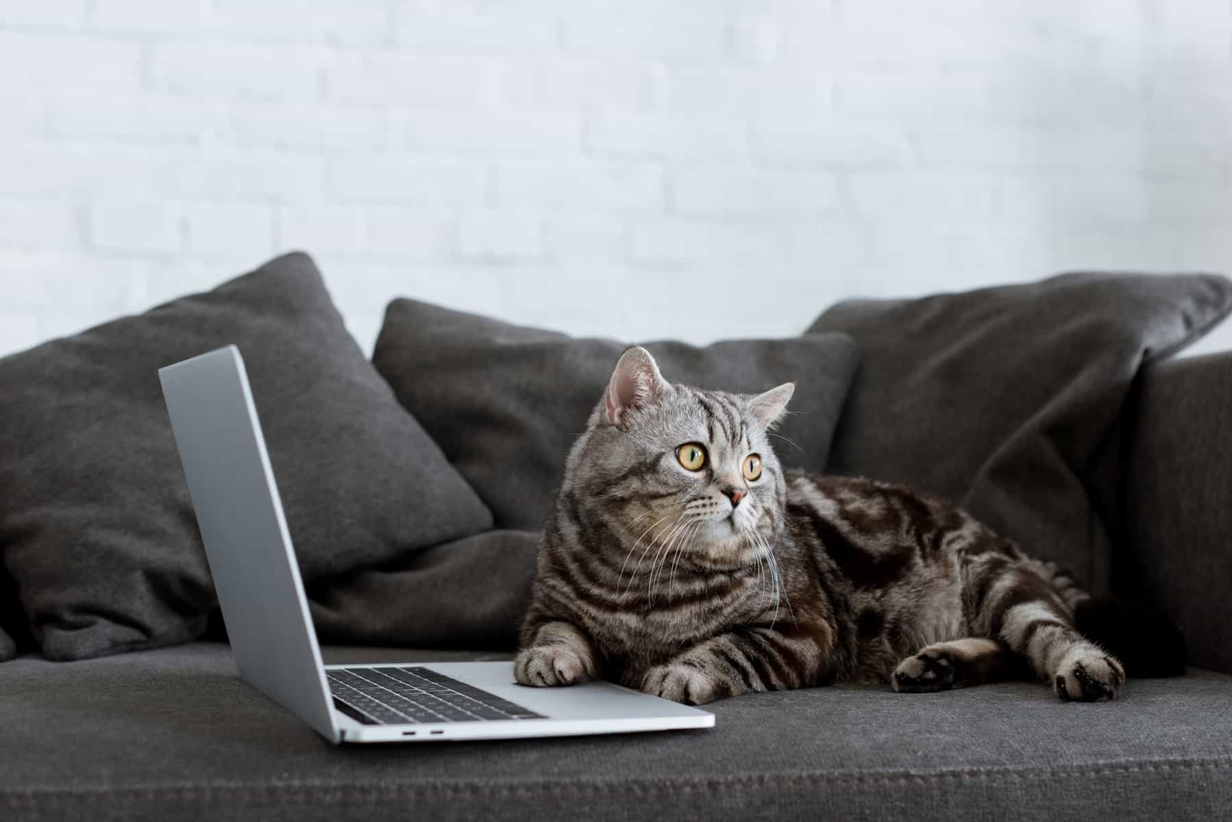 Katze am Laptop