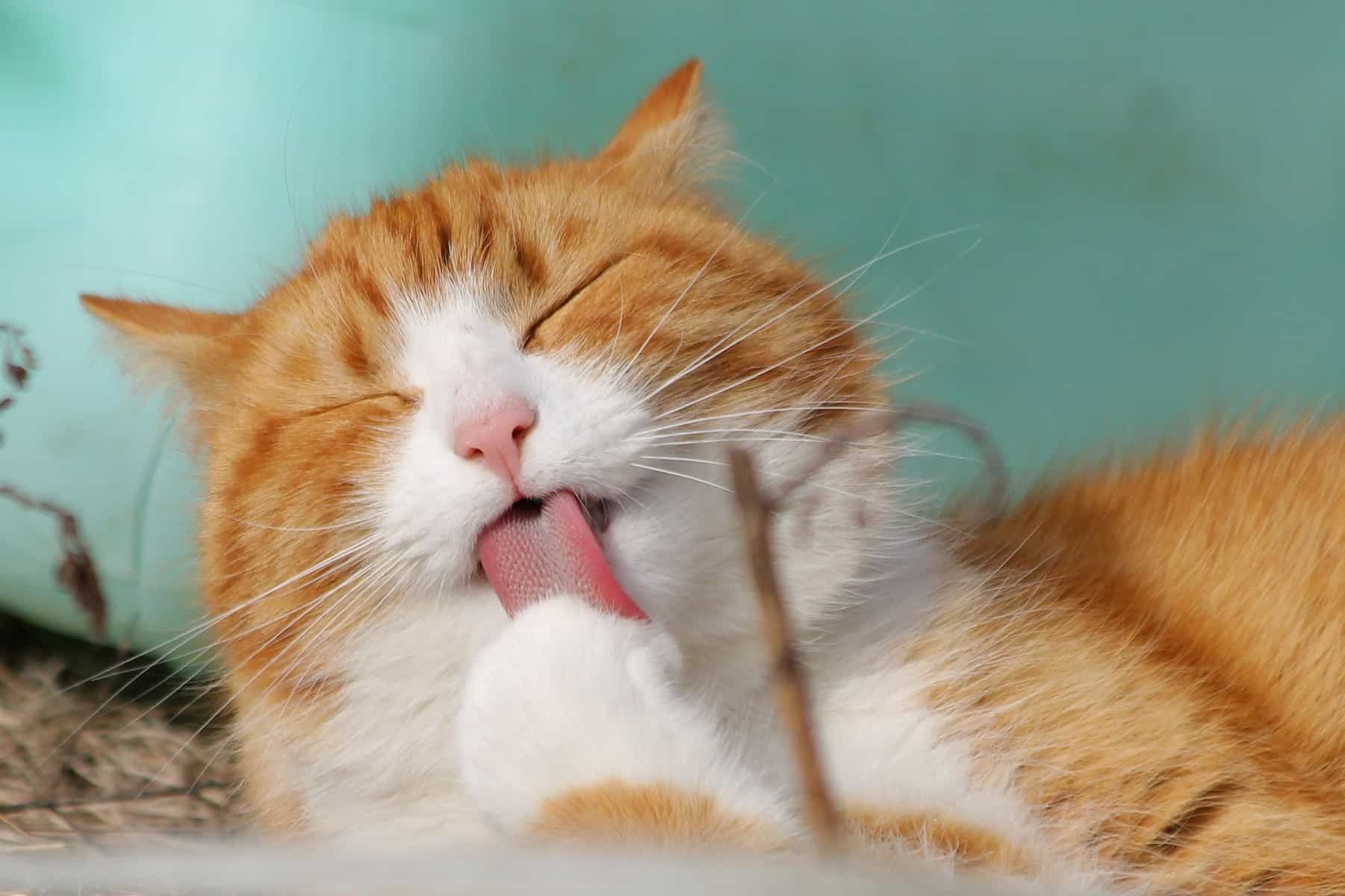 Katze leckt Pfötchen