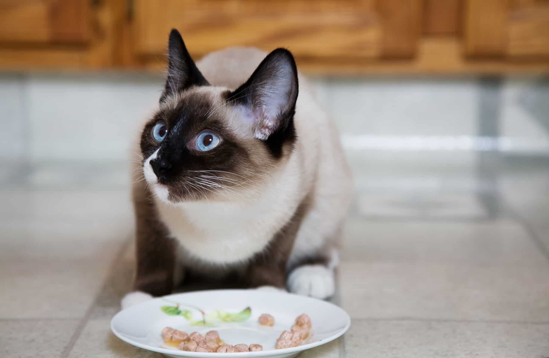 Eingeweichtes Trockenfutter Katze