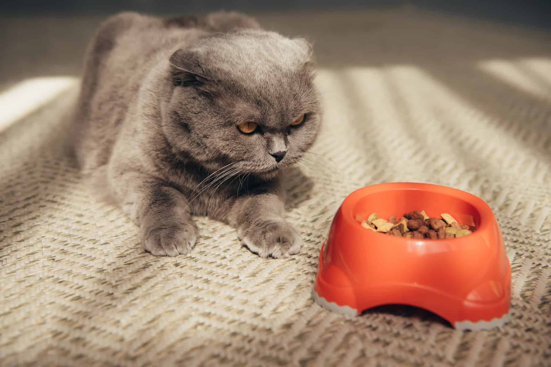 Katze schaut Fressen an